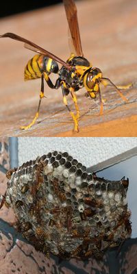 甲賀市に生息するアシナガバチの生態と特徴